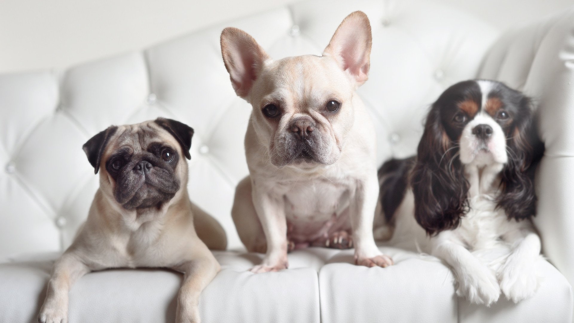 爱游戏真人体育娱乐-CBA联赛引入先进录像回放技术,裁判更加精准,cba录像回放规则